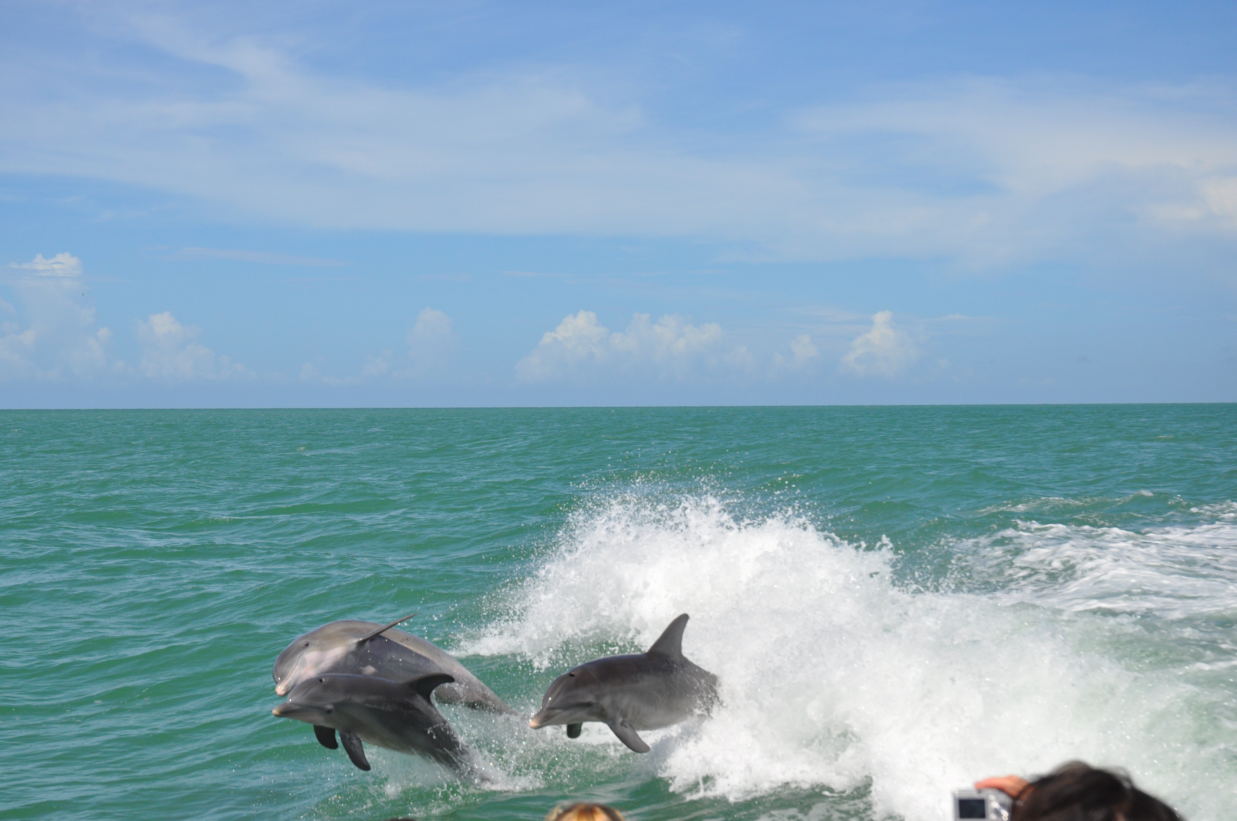 Sanibel Dolphins