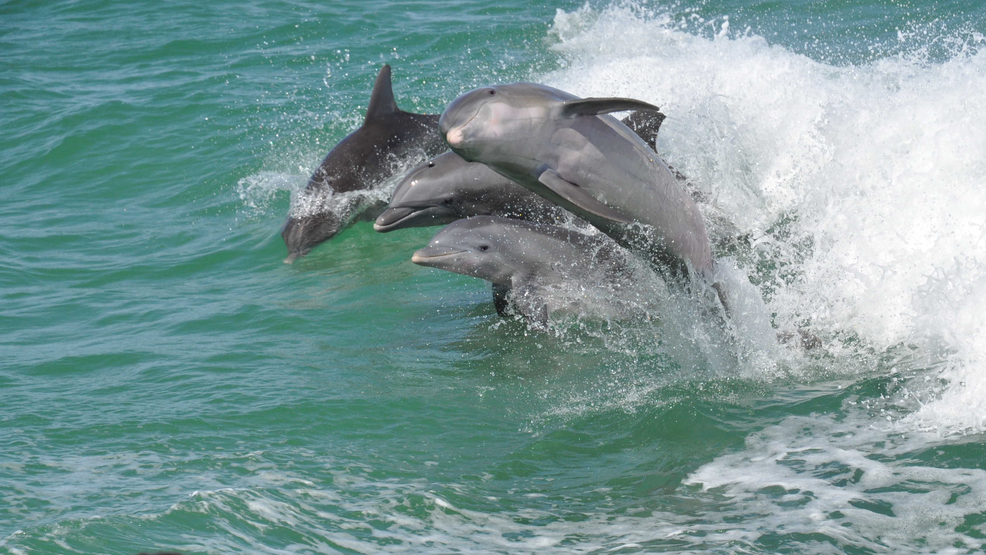 4 Sanibel Dolphins